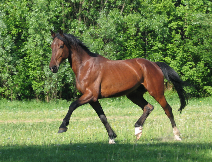 Metis Trotter (Russian Trotter Horse)